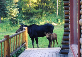 Baby moose with mother enjoying a drink from the lawn sprinkler - Wilson, WY