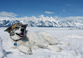 Grand Tetons and Kozy - Jackson Hole, WY