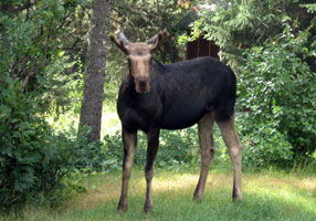 Bull moose in a stare down on the back lawn - Wilson, WY