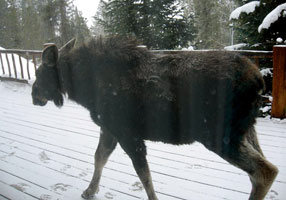 Moose walking on my front porch in the middle of a heavy winter - Wilson, WY