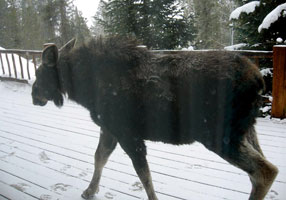 Moose walking on my front porch in the middle of a heavy winter - Wilson, WY